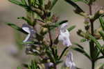 False rosemary